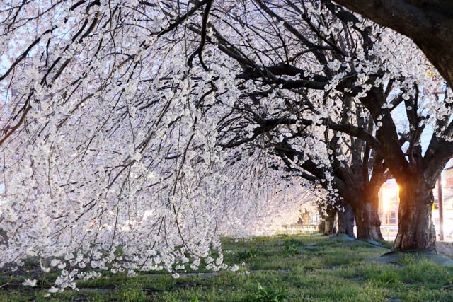三条燕ICの国道289号をはさんで向かいの緑地帯の桜並木