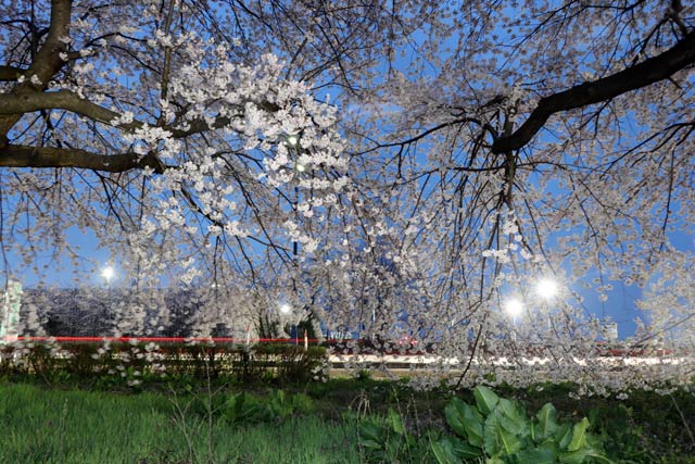 三条燕ICの国道289号をはさんで向かいの緑地帯の桜並木