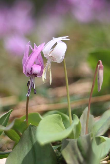 一輪だけ咲いている白いカタクリの花