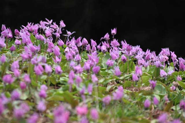 びっしりと紫の花が並ぶ