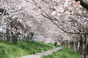 県央地域は桜の花盛り 週末の花見日和に期待