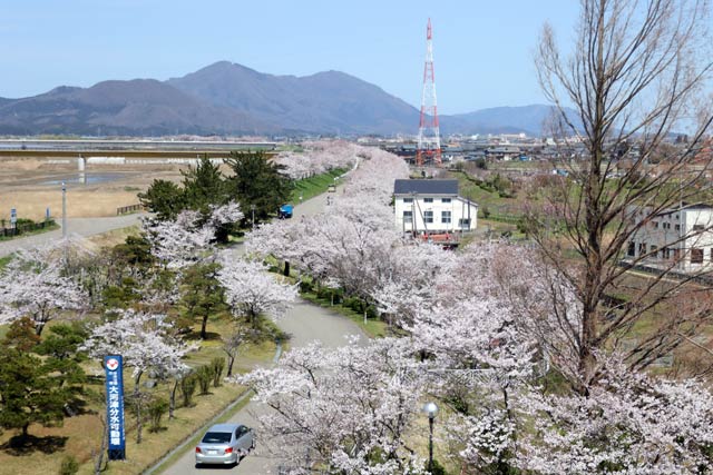 信濃川大河津資料館屋上から大河津分水桜土手