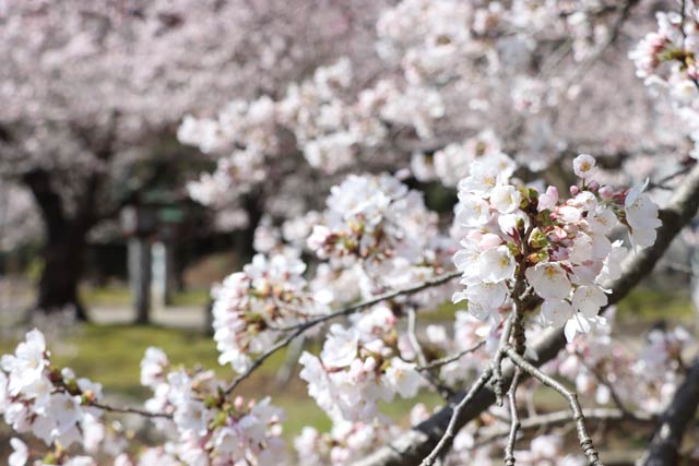 弥彦公園