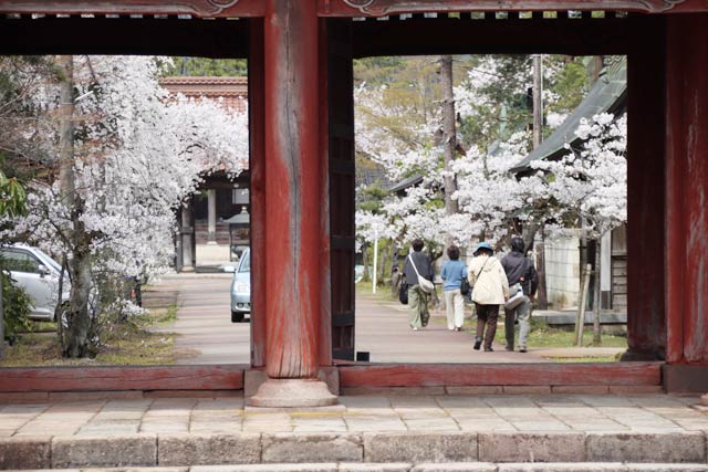 本成寺山門の向こうの前寺が並ぶ参道に咲く桜
