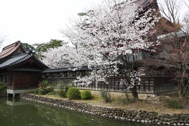 本成寺鐘楼堂と桜