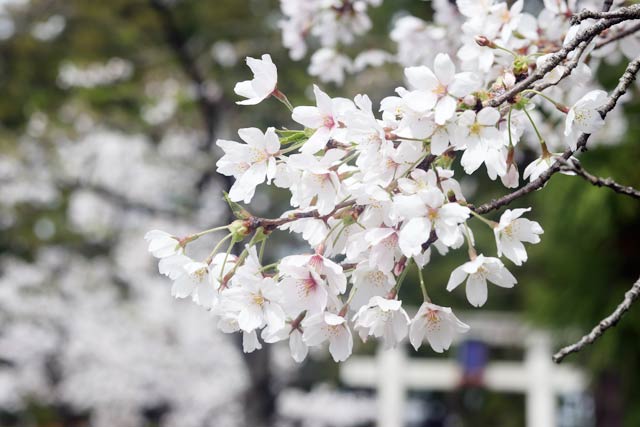 本成寺の桜