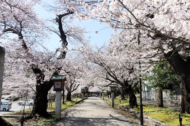 10日の弥彦公園の桜のようす