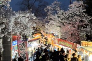 五泉市・村松公園の桜まつりは桜満開で夜はライトアップで大にぎわい