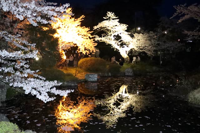 池に映る桜