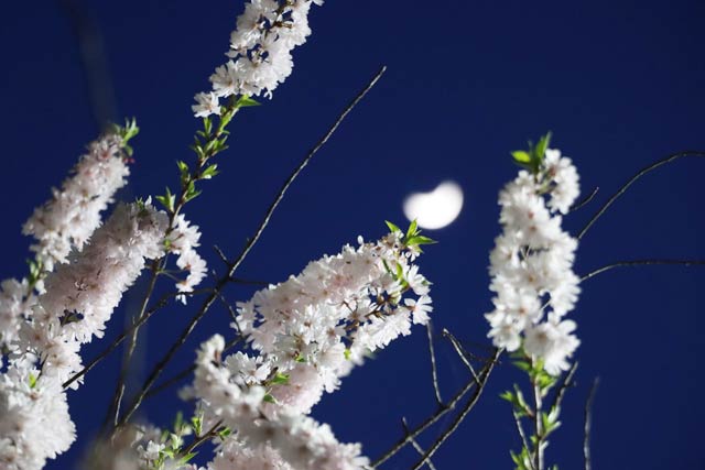 穂先彼岸八重桜も咲く