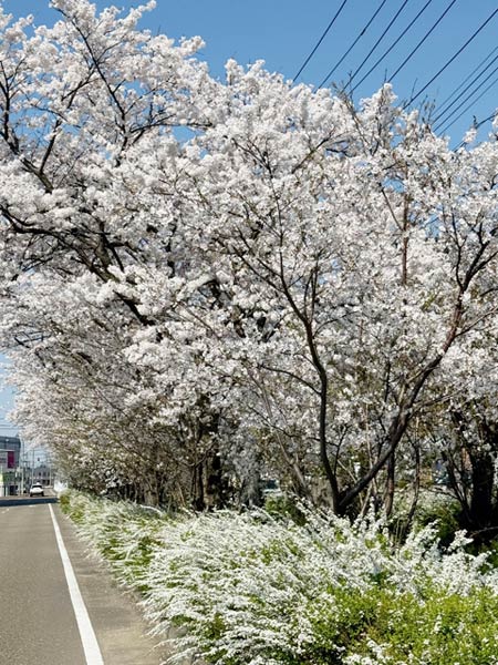 三条商工会議所近くの桜並木は足元のコデマリとともに満開