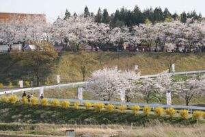 13日のi「道の駅 西山ふるさと公苑」（長岡市）で満開のサクラとシナレンギョウの黄色い花