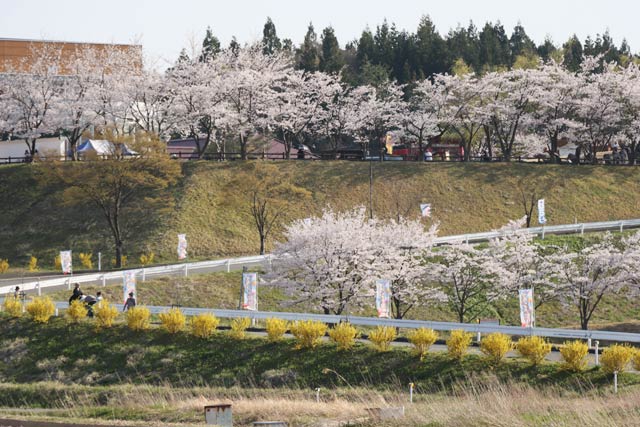 13日のi「道の駅 西山ふるさと公苑」（長岡市）で満開のサクラとシナレンギョウの黄色い花