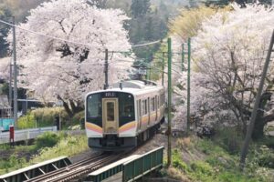 桜のトンネルをくぐって弥彦駅を出る列車