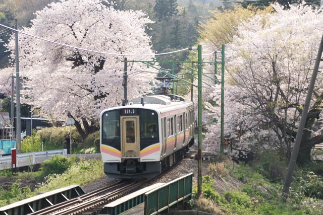 桜のトンネルをくぐって弥彦駅を出る列車