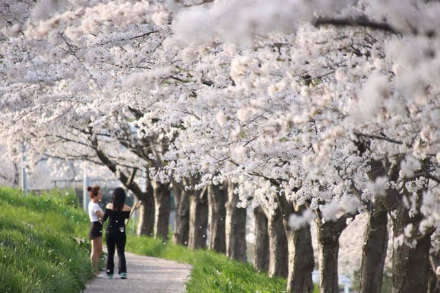 大河津分水桜土手