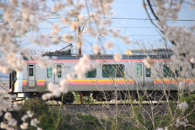 大河津分水桜土手を越えて大河津分水を渡る列車