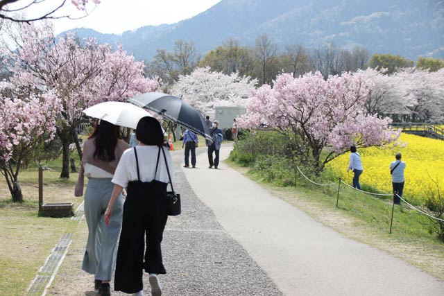 桜が花吹雪で菜の花が満開の新潟市西蒲区・上堰潟公園は日傘や半袖が目立った