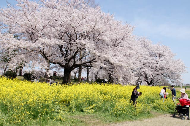 上堰潟公園は行楽客でにぎわった