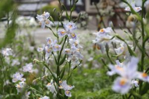 弥彦で咲くシャガの花