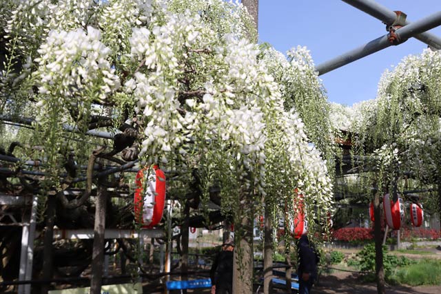 28日の「八王寺の白藤」は咲き初めで見ごろ間近