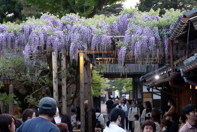 五分咲きほどになった北方文化博物館の大藤棚