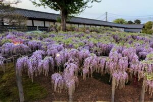 五分咲きほどになった北方文化博物館の大藤棚