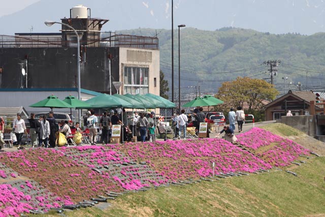 五十嵐川土手に朝草会が植えたシバザクラの花のピンクの帯
