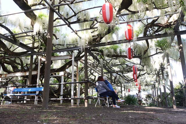 安了寺の白藤