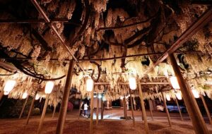 4日の三条は最高気温27.8度の夏の暑さ 安了寺の夜藤に山古志の棚田