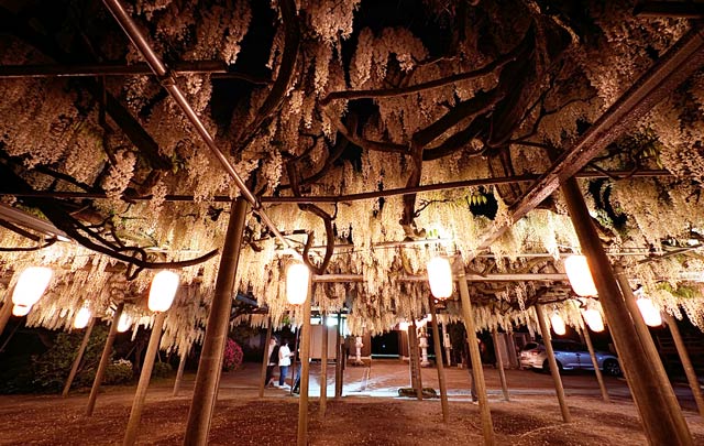 4日夜のちょうちんでライトアップされた安了寺の「八王寺の白藤」