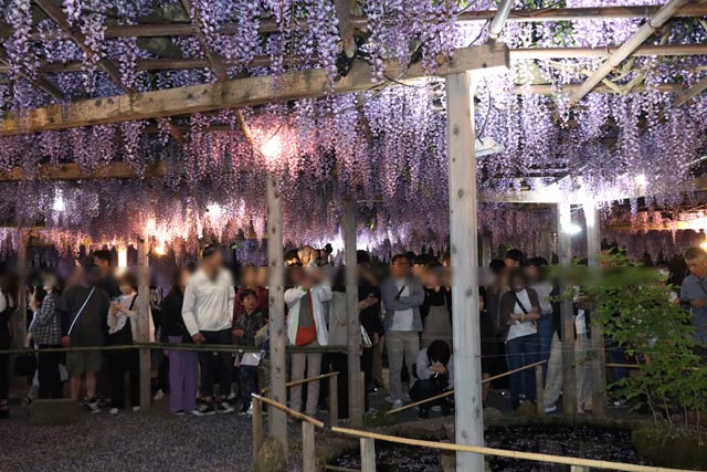 5日の北方文化博物館の藤棚のライトアップ