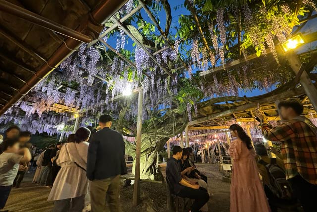 5日の北方文化博物館の藤棚のライトアップ