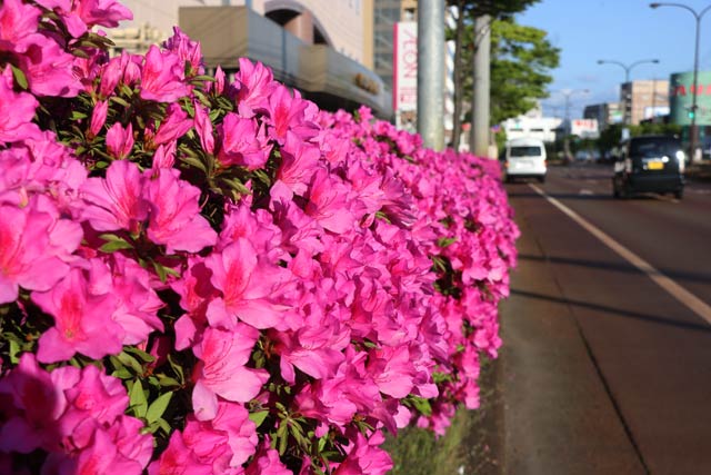 9日の燕三条ワシントンホテル前の緑地帯で咲くツツジ