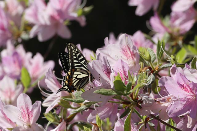 弥彦公園のツツジの花を渡るアゲハチョウ