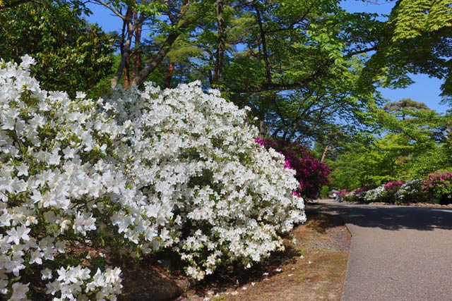 弥彦公園はツツジが花盛り
