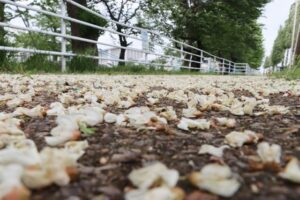 強風で散って歩道を白くしたニセアカシアの花