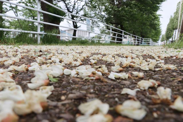 強風で散って歩道を白くしたニセアカシアの花