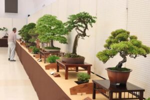 第45回越の近郷盆栽展