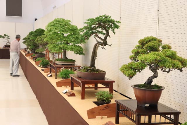 第45回越の近郷盆栽展