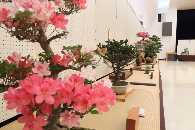 第45回越の近郷盆栽展