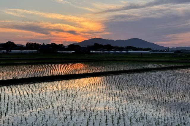 29日夕方、遠目にも苗がはっきり見えるほど伸びた田んぼ