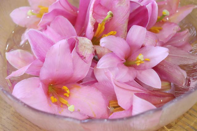 水盤に浮かべたヒメサユリの花
