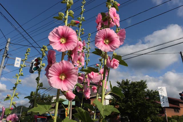 三条市下田地区の荒沢地内で咲き始めたタチアオイ