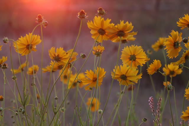 4日、長岡市寺泊で夕日に色づくオオキンケイギクの花