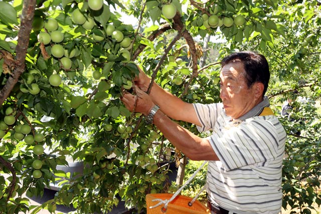 「越の梅」を収穫する中越田上町梅生産組合の田巻組合長