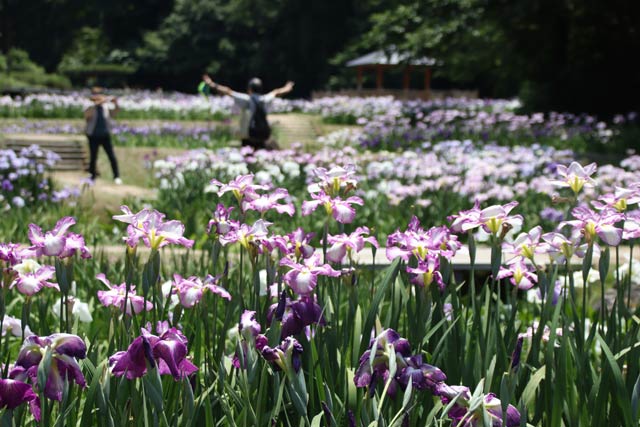 花菖蒲まつりが開かれているしらさぎ森林公園
