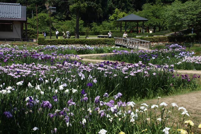 花菖蒲まつりが開かれているしらさぎ森林公園