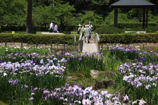 花菖蒲まつりが開かれているしらさぎ森林公園