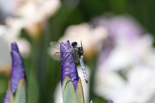 花菖蒲まつりが開かれているしらさぎ森林公園